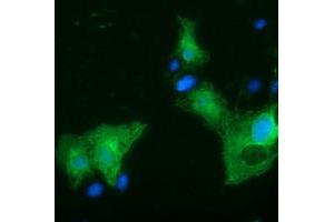 Anti-SLFNL1 mouse monoclonal antibody (ABIN2453650) immunofluorescent staining of COS7 cells transiently transfected by pCMV6-ENTRY SLFNL1 (RC205566). (Schlafen-Like 1 antibody)
