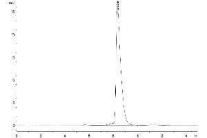 The purity of Mouse SLAMF1 is greater than 95 % as determined by SEC-HPLC. (SLAMF1 Protein (AA 25-242) (His tag))