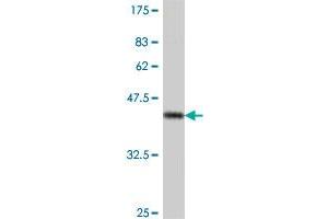 PSMD1 antibody  (AA 1-110)
