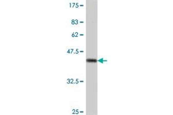 PSMD1 antibody  (AA 1-110)