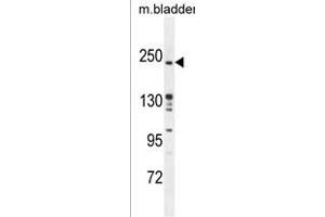 RICTOR Antibody (Center) (ABIN391386 and ABIN2841394) western blot analysis in mouse bladder tissue lysates (35 μg/lane). (RICTOR antibody  (AA 805-835))