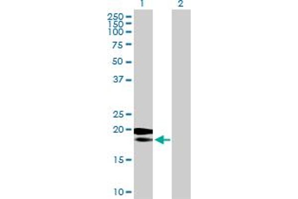 MRPL18 antibody  (AA 1-180)