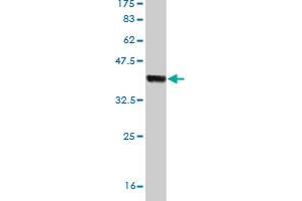 HECTD1 antibody  (AA 3-110)