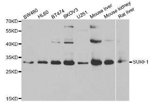 Western blot analysis of extracts of various cell lines, using SURF1 antibody. (SURF1 antibody  (AA 80-275))