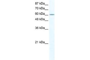 WB Suggested Anti-FUBP1 Antibody Titration:  2. (FUBP1 antibody  (N-Term))