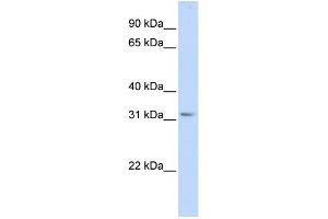 WB Suggested Anti-SCGN Antibody Titration:  0.