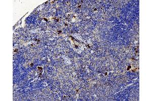 Immunohistochemistry analysis of paraffin-embedded Rat spleen using VWF Polyclonal Antibody at dilution of 1:500. (VWF antibody)