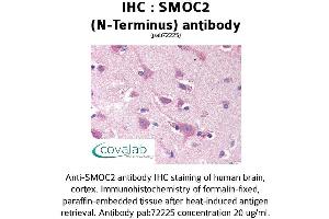 Image no. 1 for anti-SPARC Related Modular Calcium Binding 2 (SMOC2) antibody (ABIN1739464) (SMOC2 antibody)