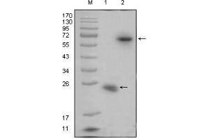 Western blot analysis using R-spondin1 mouse mAb against recombinant R-spondin1 protein (1) and R-spondin1(aa21-263)-hIgGFc transfected HEK293 cell lysate(2). (RSPO1 antibody)