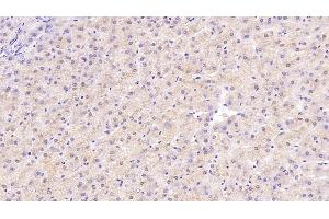 Neurotrophin 3 antibody  (AA 130-255)