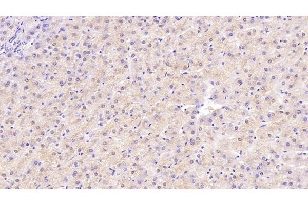 Neurotrophin 3 antibody  (AA 130-255)