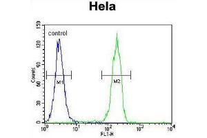 CCNG1 Antibody (C-term) flow cytometric analysis of Hela cells (right histogram) compared to a negative control cell (left histogram).