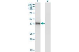Western Blot analysis of B3GAT3 expression in transfected 293T cell line by B3GAT3 monoclonal antibody (M02), clone 1C11. (B3GAT3 antibody  (AA 236-335))