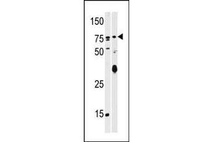 Western blot analysis of anti-SCYL2 Pab in T47D (left) and mouse brain (right) tissue lysates (35ug/lane). (SCYL2 antibody  (C-Term))