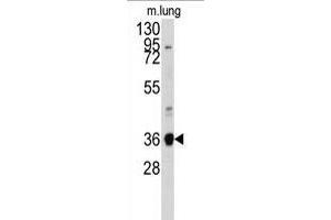 Western blot analysis of anti-ANXA2 Antibody (N-term) (ABIN391619 and ABIN2841538) in mouse lung tissue lysates (35 μg/lane). (Annexin A2 antibody  (N-Term))