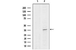 anti-Cyclin-Dependent Kinase 3 (CDK3) (C-Term) antibody