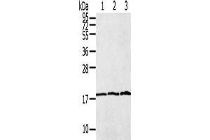 Gel: 12 % SDS-PAGE, Lysate: 40 μg, Lane 1-3: Raw264. (LAIR2 antibody)