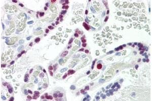 Image no. 2 for anti-AP2 alpha/beta (AA 388-437) antibody (ABIN2879117) (AP2 alpha/beta (AA 388-437) antibody)