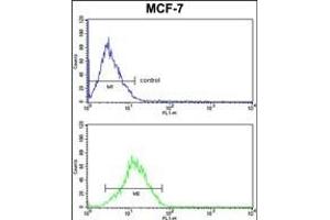 RBM3 Antibody (Center) (ABIN391593 and ABIN2841522) FC analysis of MCF-7 cells (bottom histogram) compared to a negative control cell (top histogram). (RBM3 antibody  (AA 55-84))