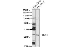 Western blot analysis of extracts of various cell lines, using BC antibody (ABIN6131008, ABIN6137483, ABIN6137484 and ABIN6223295) at 1:1000 dilution. (BCAT2 antibody  (AA 20-200))