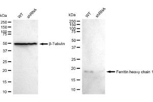 Western blotting analysis using Ferritin heavy chain 1 antibody (ABIN7798595). (Recombinant FTH1 antibody)