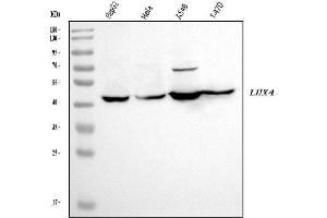 Western blot analysis of LHX4 using anti-LHX4 antibody (ABIN7600792).