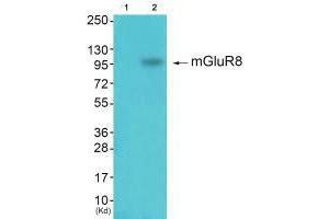 Western blot analysis of extracts from k562 cells (Lane 2), using mGluR8 antiobdy. (GRM8 antibody)
