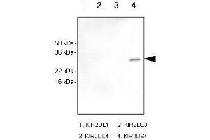 Recombinant human kIR2DL1, kIR2DL3, kIR2DL4 and kIR2DS4 (each 100ng) were resolved by SDS-PAGE, transferred to PVDF membrane and probed with anti-human kIR2DS4 antibody (1:1,000). (KIR2DS4 antibody)