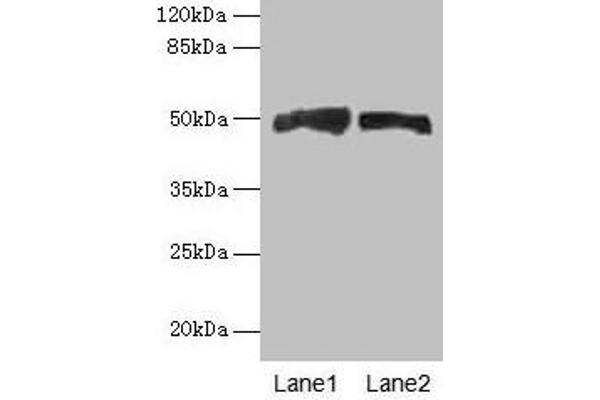 Antizyme Inhibitor 1 antibody  (AA 101-400)