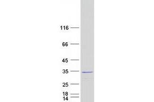 Western Blotting (WB) image for Syndecan Binding Protein (Syntenin) (SDCBP) (Transcript Variant 1) protein (Myc-DYKDDDDK Tag) (ABIN2733116)
