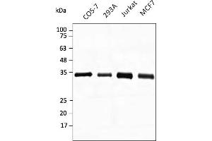 Western Blotting (WB) image for anti-Glyceraldehyde-3-Phosphate Dehydrogenase (GAPDH) (C-Term) antibody (DyLight 488) (ABIN7273056) (GAPDH antibody  (C-Term) (DyLight 488))