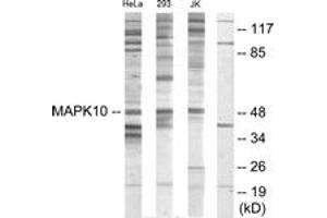 Western blot analysis of extracts from HeLa/293/Jurkat cells, using MAPK10 Antibody.