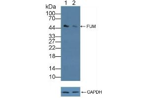 anti-Fumarate Hydratase (FH) (AA 45-188) antibody