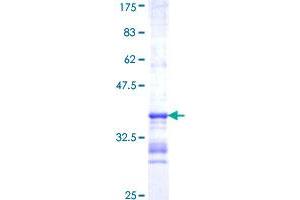 HTR1F Protein (AA 203-279) (GST tag)