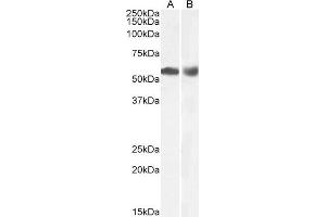 ABIN5539534 (0. (HDAC1 antibody  (C-Term))