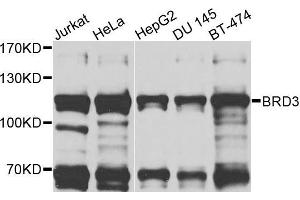Western blot analysis of extracts of various cells, using BRD3 antibody. (BRD3 antibody)