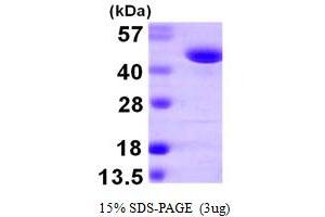 SDS-PAGE (SDS) image for Phenylalanine-tRNA Synthetase 2 (Mitochondrial) (FARS2) (AA 37-451) protein (His tag) (ABIN7279400) (FARS2 Protein (AA 37-451) (His tag))