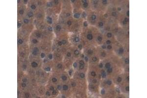 #VALUE! (FGF21 antibody  (AA 29-207))