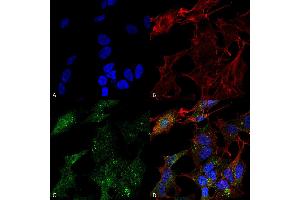 Immunocytochemistry/Immunofluorescence analysis using Rabbit Anti-ATG4B Polyclonal Antibody . (ATG4B antibody  (AA 62-73) (FITC))