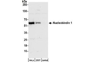 anti-Nucleobindin 1 (NUCB1) (AA 411-461) antibody