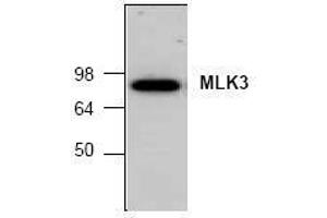 Image no. 1 for anti-Mitogen-Activated Protein Kinase Kinase Kinase 11 (MAP3K11) (C-Term) antibody (ABIN127111) (MAP3K11 antibody  (C-Term))