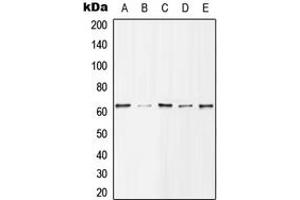 Western blot analysis of Histone Deacetylase 1 (pS421) expression in MCF7 EGF-treated (A), Jurkat (B), NIH3T3 (C), mouse spleen (D), H9C2 EGF-treated (E) whole cell lysates. (HDAC1 antibody  (C-Term, pSer421))