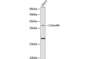 Western blot analysis of extracts of MCF-7 cells, using C19orf40 antibody (ABIN6133300, ABIN6137742, ABIN6137743 and ABIN6224612) at 1:1000 dilution.