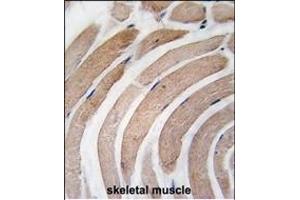 Formalin-fixed and paraffin-embedded human skeletal muscle tissue reacted with G4D Antibody  1811i , which was peroxidase-conjugated to the secondary antibody, followed by DAB staining. (ATG4D antibody  (AA 326-356))