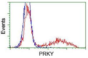 HEK293T cells transfected with either pCMV6-ENTRY PRKY (RC210438) (Red) or empty vector control plasmid (Blue) were immunostained with anti-PRKY mouse monoclonal (ABIN2453518, Dilution 1:1,000), and then analyzed by flow cytometry. (PRKY antibody)