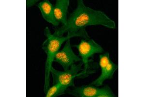 Immunocytochemistry staining of HeLa cells with Histone H2B monoclonal antibody, clone RM230  (Red).