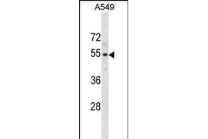 PUS10 Antibody (N-term) (ABIN1881708 and ABIN2838914) western blot analysis in A549 cell line lysates (35 μg/lane). (PUS10 antibody  (N-Term))
