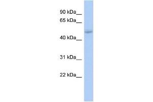 WB Suggested Anti-LHX5 Antibody Titration: 0. (LHX5 antibody  (Middle Region))