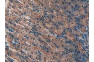 IHC-P analysis of Mouse Stomach Tissue, with DAB staining. (LPO antibody  (AA 305-498))