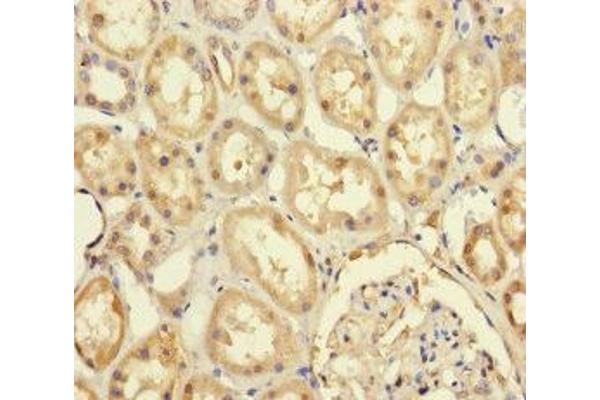 PRPF4 antibody  (AA 1-260)
